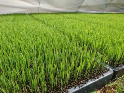 湯布院産 おおくぼさんちの美味しい 白米 5g【ひとめぼれ】