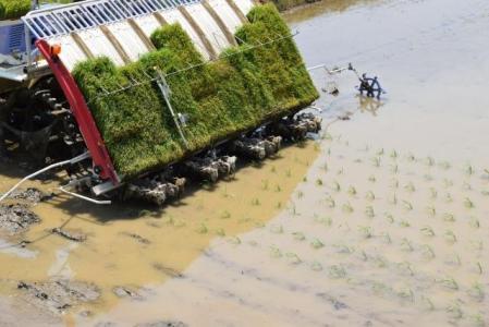 湯布院産 おおくぼさんちの美味しい 白米 5g【ひとめぼれ】