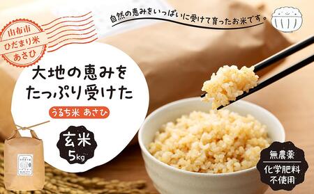【無農薬・化学肥料不使用】大地の恵みをたっぷり受けた うるち米　あさひ（玄米）5kg