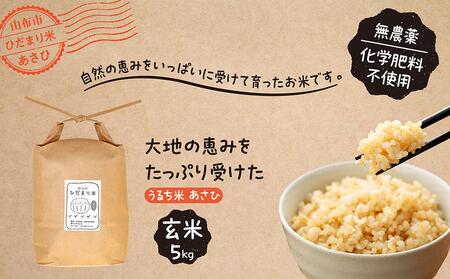 【無農薬・化学肥料不使用】大地の恵みをたっぷり受けた うるち米　あさひ（玄米）5kg