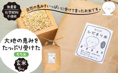 【無農薬・化学肥料不使用】大地の恵みをたっぷり受けた もち米（玄米）5kg