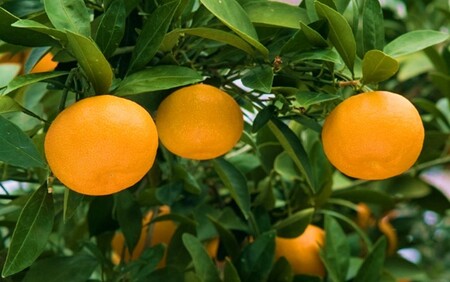 【令和7年12月中旬から発送】楠本農園直送！温州みかん（家庭用）約5kg_2326R