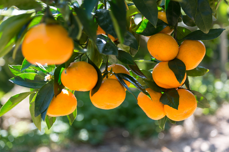 晩生品種】岸田果樹園プレミアム「温故蜜柑」約5kg _1942R