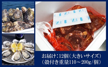 2360R_生食用殻付き牡蠣「Ostra Kunisaki」大きいサイズ12個（殻付き重量110～200g/個）