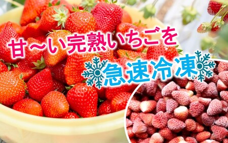 鮮度そのまま! 冷凍完熟いちご / ベリーツ&紅ほっぺ 1.2kg (300g×4P)_2418R