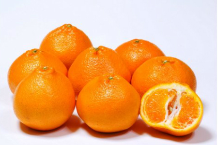 【令和8年2月から発送】荒木農園のはるみ4kg/弾ける果肉に感動のプレミアム蜜柑_1395R