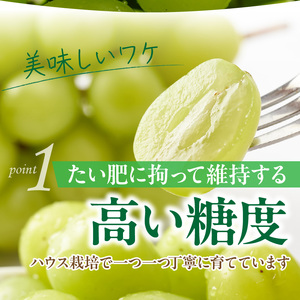 テレビで紹介されました！【先行予約】【令和8年発送】農家直送！ 新鮮！ 朝づみ シャインマスカット 1.5kg (3～4房) フルーツ 果物 贈答 大分県産 採れたて_2537R-2