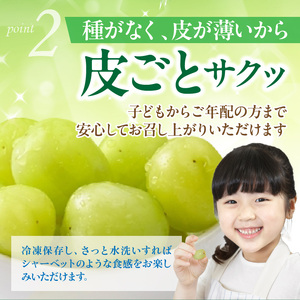 テレビで紹介されました！【先行予約】【令和8年発送】農家直送！ 新鮮！ 朝づみ シャインマスカット 1.5kg (3～4房) フルーツ 果物 贈答 大分県産 採れたて_2537R-2