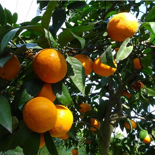 貴重な極甘みかん「南津海（なつみ）」約2kg_1507R