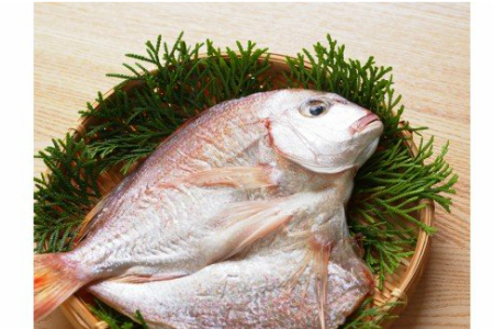 大きな天然鯛の一夜干し/3尾で1.2kg以上 _1061R