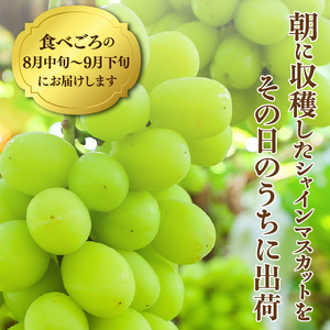 テレビで紹介されました！【先行予約】【令和8年発送】農家直送！ 新鮮！ 朝づみ シャインマスカット 1kg (2～3房) フルーツ 果物 贈答 大分県産 採れたて_2537R-1