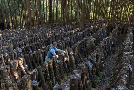 国東産どんこ干し椎茸 約150g(50g×3袋)_2654R-1