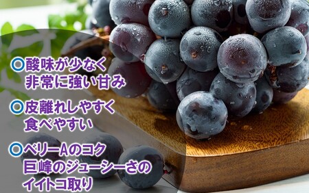 テレビで紹介されました！【先行予約】【令和8年発送】農家直送！ 新鮮！ 朝づみぶどう BKシードレス 種なし 1kg フルーツ 果物 贈答 大分県産 採れたて_2657R-1