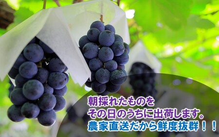 テレビで紹介されました！【先行予約】【令和8年発送】農家直送！ 新鮮！ 朝づみぶどう BKシードレス 種なし 1kg フルーツ 果物 贈答 大分県産 採れたて_2657R-1