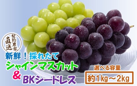 テレビで紹介されました！【先行予約】【令和8年発送】農家直送！ 新鮮！ 朝づみぶどう シャインマスカット & BKシードレス 種なし 約1kg フルーツ 果物 贈答 大分県産 採れたて_2658R-1