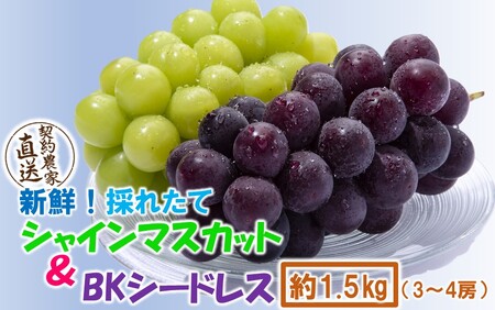 テレビで紹介されました！【先行予約】【令和8年発送】農家直送！ 新鮮！ 朝づみぶどう シャインマスカット & BKシードレス 種なし 約1.5kg フルーツ 果物 贈答 大分県産 採れたて_2658R-2