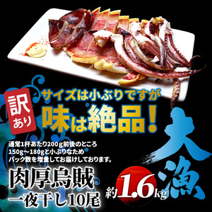 【ご好評につき2～3ヶ月待ち】【訳あり】絶品！肉厚するめ烏賊一夜干したっぷり10尾（1.6kg以上）_1836R