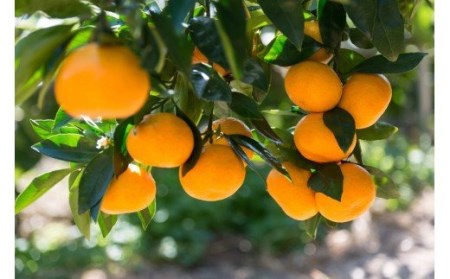 【訳あり】岸田果樹園「温故蜜柑」約3.5kg_1658R