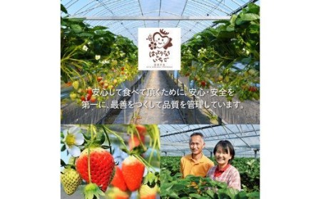 はっとりさんちのいちごジェラート！贅沢8個セット_0241N