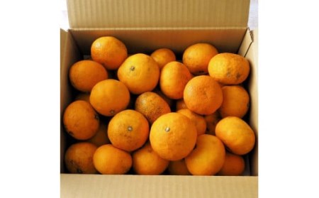 【訳あり】南津海(なつみ)みかん約5kg_2170R