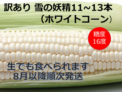 訳あり　北海道　雪の妖精（ホワイトコーン）11～13本入りとうもろこし　トウモロコシ　コーン　うもろこし　トウモロコシ　コーン　うもろこし　トウモロコシ　コーン　うもろこし　トウモロコシ　コーン　 訳アリ　訳あり　訳あり　訳アリ