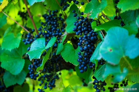 北海道十勝池田町産 醸造用 ぶどうジュース 2本セット ストレート 無添加