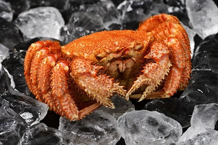 毛蟹 ボイル済み 冷凍 2尾セット 約1kg BM300（北海道白老町