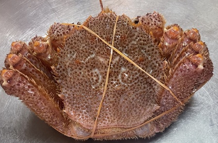 【宿泊】活かにと十勝産和牛のオーナーおまかせプラン1泊2食 宿泊 トラベル