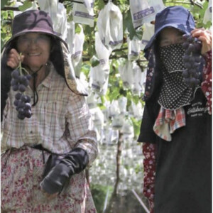 巨峰(種あり) 約2kg(5~7房)葡萄作り60年の果樹園が朝採れ厳選でお届けします_果物・フルーツ ぶどう・マスカット ブドウ 葡萄 _【配送不可地域:離島】【1521535】