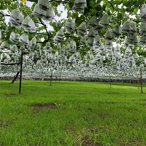 巨峰(種あり) 約2kg(5~7房)葡萄作り60年の果樹園が朝採れ厳選でお届けします_果物・フルーツ ぶどう・マスカット ブドウ 葡萄 _【配送不可地域:離島】【1521535】