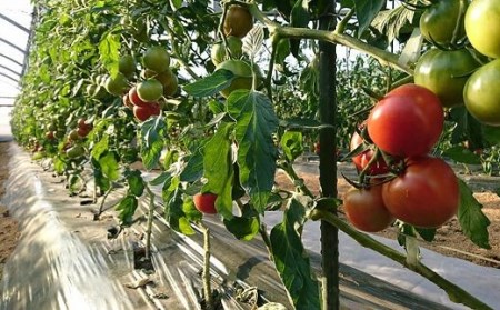 2026年1月中旬から順次発送【糖度8度以上】あま～いトマト「トマ王 潮」約2kg_野菜  トマト _【配送不可地域：離島】【1087106】