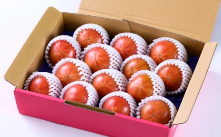 2026年1月中旬から順次発送【糖度8度以上】あま～いトマト「トマ王 潮」約2kg_野菜  トマト _【配送不可地域：離島】【1087106】