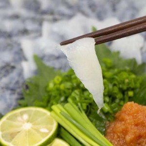 日出産とらふぐ刺身とくえ刺身の味くらべ(3～4人前)_魚介・海産物 クエ 鮮魚   魚介・海産物 ふぐ 鮮魚 フグ 河豚_【配送不可地域：離島】【1133893】