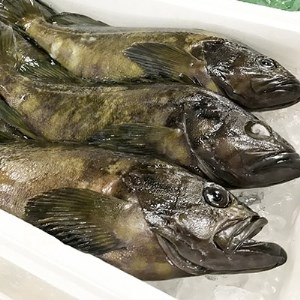 日出産とらふぐ刺身とくえ刺身の味くらべ(3～4人前)_魚介・海産物 クエ 鮮魚   魚介・海産物 ふぐ 鮮魚 フグ 河豚_【配送不可地域：離島】【1133893】