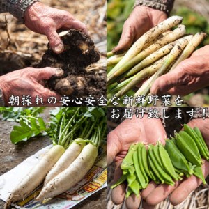 産地直送!旬の朝採れ野菜のセット(9~13種程度)_野菜 _【配送不可地域:離島】【1088636】