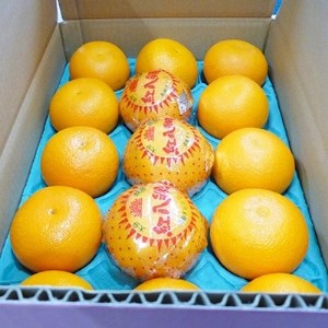 【2026年3月発送】紅八朔 約5kg(化粧箱入り)_果物・フルーツ 柑橘 _【1106338】