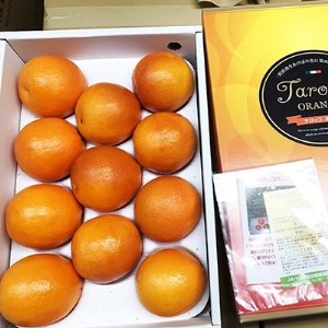 3月下旬より発送 ブラッドオレンジ(タロッコ)2.5kg(11玉~20玉) 化粧箱入り_果物・フルーツ 柑橘 _【1134446】