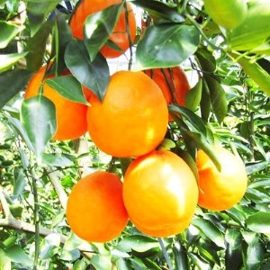 3月下旬より発送 ブラッドオレンジ(タロッコ)2.5kg(11玉~20玉) 化粧箱入り_果物・フルーツ 柑橘 _【1134446】