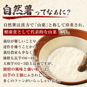 【数量限定】日出町産自然薯「ねばりごし一本」 (800g)_野菜 自然薯 根菜 じねんじょ ジネンジョ_【1134764】