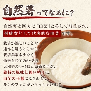 【数量限定】日出町産自然薯「ねばりごし一本」 (1kg)_野菜 自然薯 根菜 じねんじょ ジネンジョ_【1134765】