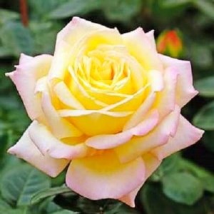 『おおがファーム』店長おすすめ　世界殿堂入りのバラ苗3品種(7号鉢)(未開花)_花・観葉植物 観葉植物・苗木  _【1085907】