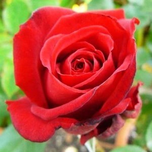 『おおがファーム』店長おすすめ　世界殿堂入りのバラ苗3品種(7号鉢)(未開花)_花・観葉植物 観葉植物・苗木  _【1085907】