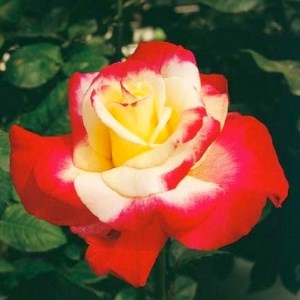 『おおがファーム』店長おすすめ　世界殿堂入りのバラ苗3品種(7号鉢)(未開花)_花・観葉植物 観葉植物・苗木  _【1085907】