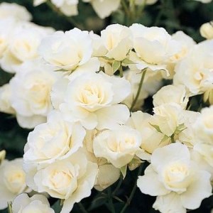 『おおがファーム』店長おすすめ　世界殿堂入りのバラ苗4品種(7号鉢)(未開花)_花・観葉植物 観葉植物・苗木  _【1085908】