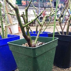 『おおがファーム』店長おすすめ　世界殿堂入りのバラ苗4品種(7号鉢)(未開花)_花・観葉植物 観葉植物・苗木  _【1085908】