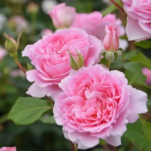 バラ苗(7号鉢植え) 憧れのブランドローズ3鉢 スターターセット(天然肥料と殺虫殺菌剤付き)_花・観葉植物 観葉植物・苗木 _【1365541】