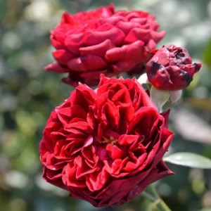 バラ苗(7号鉢植え) 憧れのブランドローズ3鉢 スターターセット(天然肥料と殺虫殺菌剤付き)_花・観葉植物 観葉植物・苗木 _【1365541】