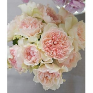 バラ苗(7号鉢植え) 憧れのブランドローズ3鉢 スターターセット(天然肥料と殺虫殺菌剤付き)_花・観葉植物 観葉植物・苗木 _【1365541】