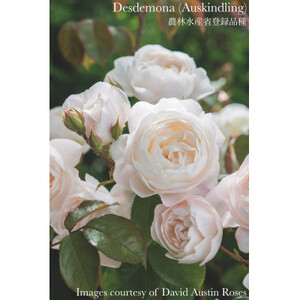 バラ苗(7号鉢植え)　憧れのブランドローズ4鉢　スターターセット(天然肥料と殺虫殺菌剤付き)_花・観葉植物 観葉植物・苗木  _【1365555】