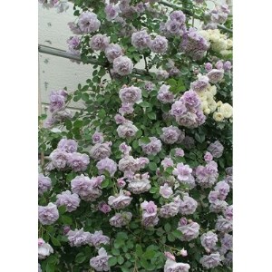 バラ苗(7号鉢植え)　憧れのブランドローズ4鉢　スターターセット(天然肥料と殺虫殺菌剤付き)_花・観葉植物 観葉植物・苗木  _【1365555】